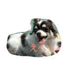 wankoaisatu（個別スタンプ：4）
