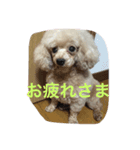 wankoaisatu（個別スタンプ：6）
