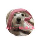 wankoaisatu（個別スタンプ：7）