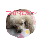 wankoaisatu（個別スタンプ：8）