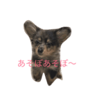 ポメックスのモナ（個別スタンプ：1）