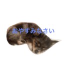 ポメックスのモナ（個別スタンプ：2）