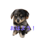 ポメックスのモナ（個別スタンプ：3）