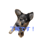 ポメックスのモナ（個別スタンプ：4）
