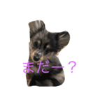ポメックスのモナ（個別スタンプ：8）