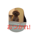 トイプードルのふくちゃんです2（個別スタンプ：1）