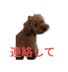 トイプードルのふくちゃんです2（個別スタンプ：2）
