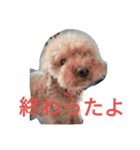 トイプードルのふくちゃんです2（個別スタンプ：3）