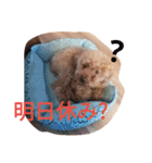 トイプードルのふくちゃんです2（個別スタンプ：4）