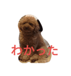 トイプードルのふくちゃんです2（個別スタンプ：5）