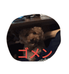 トイプードルのふくちゃんです2（個別スタンプ：6）