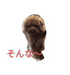 トイプードルのふくちゃんです2（個別スタンプ：7）