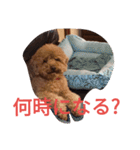 トイプードルのふくちゃんです2（個別スタンプ：8）