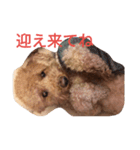 トイプードルのふくちゃんです2（個別スタンプ：9）