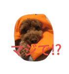 トイプードルのふくちゃんです2（個別スタンプ：10）