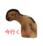 トイプードルのふくちゃんです2（個別スタンプ：11）