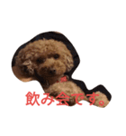 トイプードルのふくちゃんです2（個別スタンプ：12）