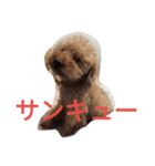 トイプードルのふくちゃんです2（個別スタンプ：14）
