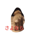トイプードルのふくちゃんです2（個別スタンプ：15）