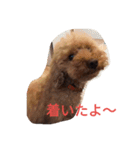 トイプードルのふくちゃんです2（個別スタンプ：16）