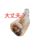 トイプードルのふくちゃんです2（個別スタンプ：19）