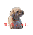 トイプードルのふくちゃんです2（個別スタンプ：22）