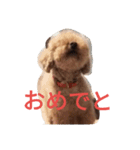 トイプードルのふくちゃんです2（個別スタンプ：23）