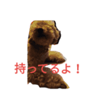 トイプードルのふくちゃんです2（個別スタンプ：24）