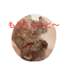トイプードルのふくちゃんです2（個別スタンプ：25）