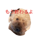 トイプードルのふくちゃんです2（個別スタンプ：26）