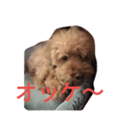 トイプードルのふくちゃんです2（個別スタンプ：28）