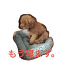 トイプードルのふくちゃんです2（個別スタンプ：30）