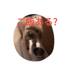 トイプードルのふくちゃんです2（個別スタンプ：31）