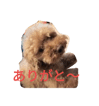 トイプードルのふくちゃんです2（個別スタンプ：34）