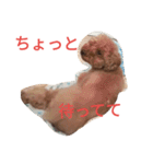 トイプードルのふくちゃんです2（個別スタンプ：35）