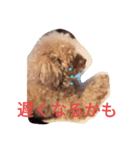 トイプードルのふくちゃんです2（個別スタンプ：37）