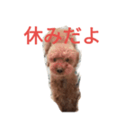 トイプードルのふくちゃんです2（個別スタンプ：39）
