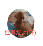 トイプードルのふくちゃんです2（個別スタンプ：40）