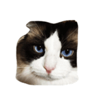 猫だち（個別スタンプ：1）