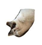 猫だち（個別スタンプ：2）