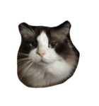 猫だち（個別スタンプ：3）