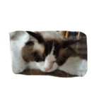 猫だち（個別スタンプ：5）