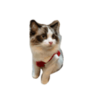 猫だち（個別スタンプ：7）
