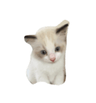 猫だち（個別スタンプ：8）