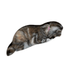 愛猫ハル（個別スタンプ：6）