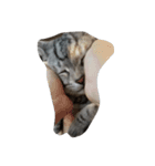 愛猫ハル（個別スタンプ：10）