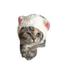 愛猫ハル（個別スタンプ：11）