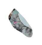 愛猫ハル（個別スタンプ：12）