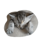 愛猫ハル（個別スタンプ：16）