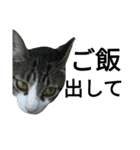 猫普段使い便利スタンプ（個別スタンプ：2）